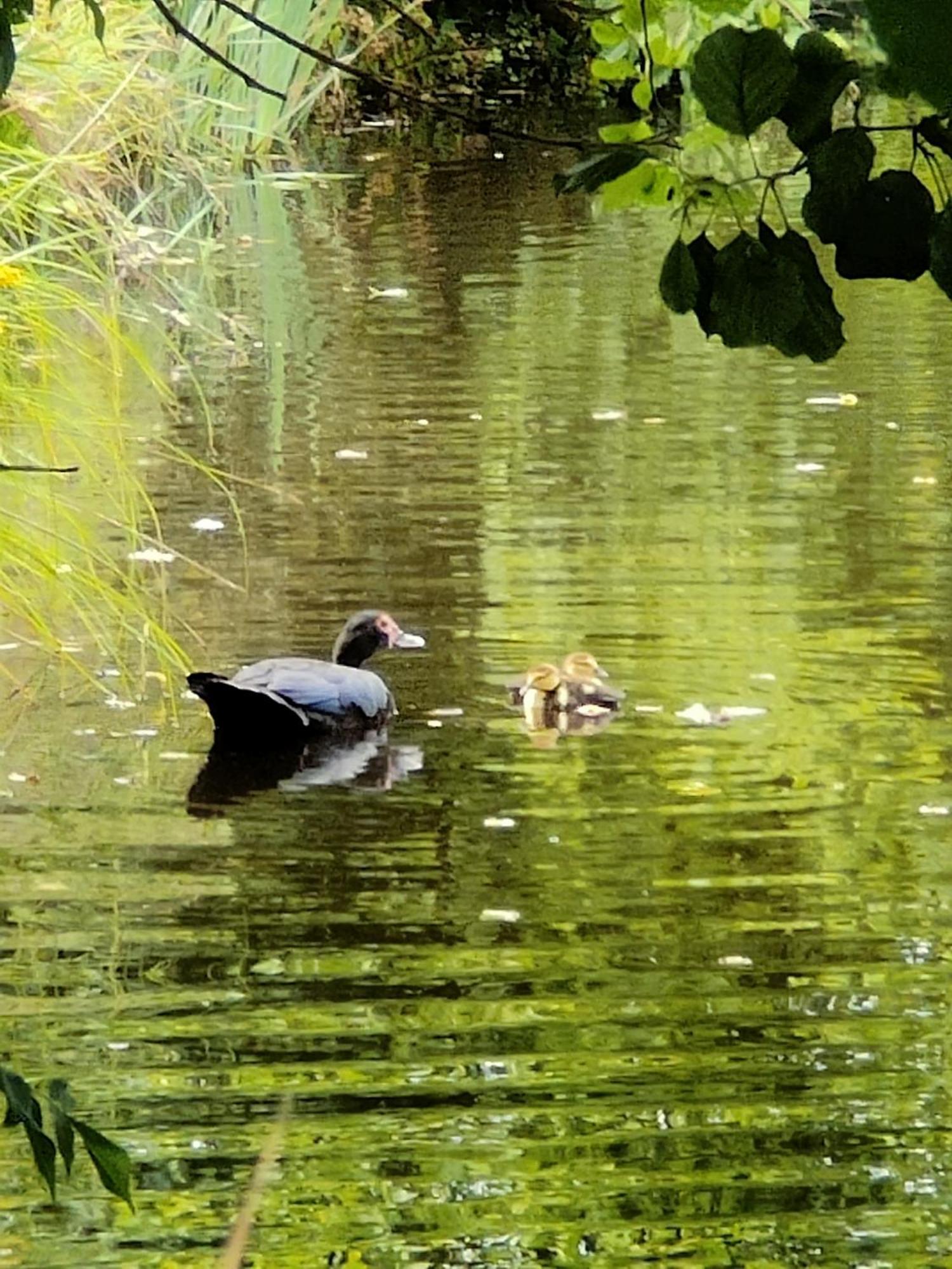 Gite De L Etang Du Planchon Balledent エクステリア 写真